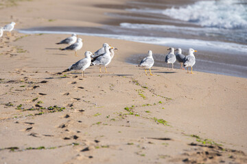 Seagulls on the beach