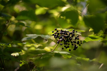 elderberry fruits ripe. Sambucus shrub in the forest. healing medicinal plant