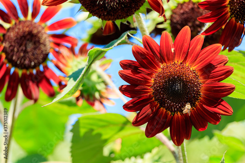 赤いヒマワリ 長崎鼻 大分県豊後高田市 Red Sunflower Nagasakibana Ooita Ken Bungotakata City Wall Mural M H