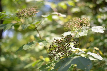 elderberry fruits ripe. Sambucus shrub in the forest. healing medicinal plant