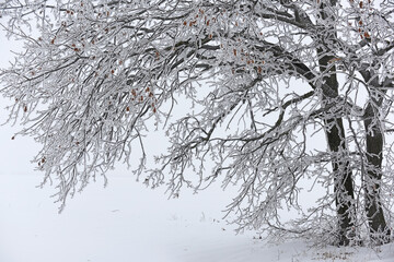 Tree branches covered with crystals of white frost on a natural winter background. First frosts....
