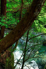 山間からの渓流の眺め