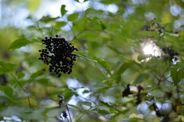 elderberry fruits ripe. Sambucus shrub in the forest. healing medicinal plant