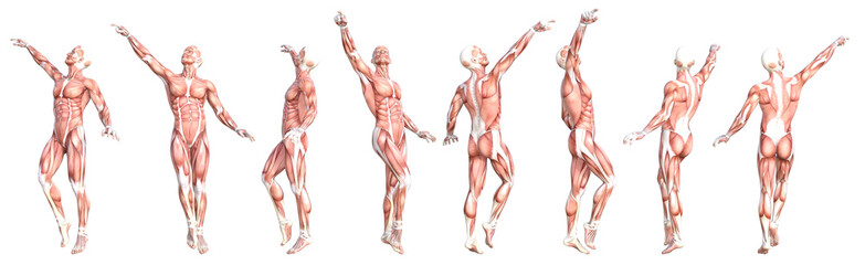 Conceptual anatomy healthy skinless human body muscle system set. Athletic young adult man posing for education, fitness sport, medicine isolated on white background. Biology science 3D illustration