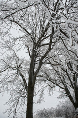 Tree branches covered with crystals of white frost on a natural winter background. First frosts. winter photo. Graphic minimalism, minimum color.
