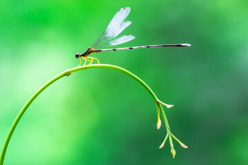 A needle dragonfly standing on lightly branch of plant on light green background taken by macro and close - up photography with copy space  in the  Thailand  nation park.