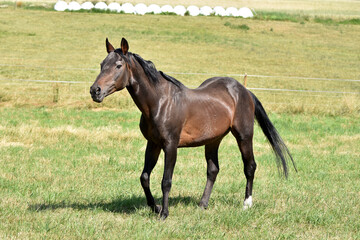 Alter American Quarter Horse Hengst
