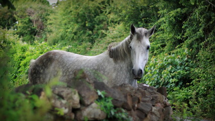 white horse looking over an old stone wall , forest background 