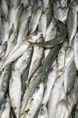 Obraz premium Sgombro, mercato del pesce