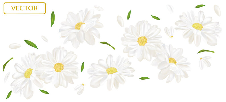 White flower chamomile with green leaf. Blooming chamomile, design for cosmetic product, tea, perfume, essential oil. Beautiful chamomile background. Banner for you health products. 3d vector.