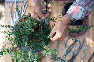 Bonsai artist takes care of his tree, pruning leaves and branches with professional tools. Hands close up.