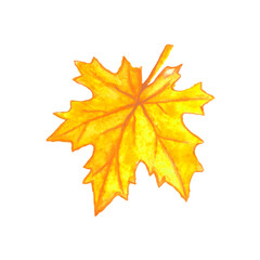 Hand drawn maple leaf isolated on white background. Watercolor symbol of autumn, nature, Canada