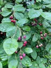 Closeup of an Amelanchier tree in the Netherlands.