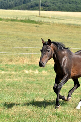 Alter American Quarter Horse Hengst