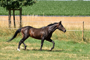 Alter American Quarter Horse Hengst