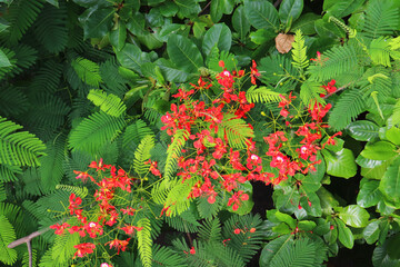 beautiful red Caesalpinia pulcherrima is a species of flowering plant in the pea family Fabaceae