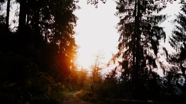 sundown in the forest