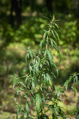 Cannabis. Forest hemp on a dark background