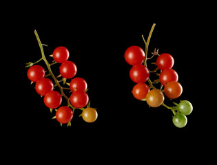 branch with red ripe cherry tomato on a black background, autumn harvest