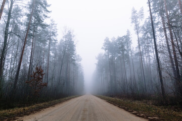 Fototapeta na wymiar Country road in a misty forest with tall pine trees around. Foggy weather. The season of rains and cold. Nature background