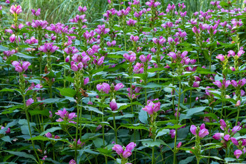 Fototapeta premium Red turtlehead (Chelone obliqua) blooming in a garden