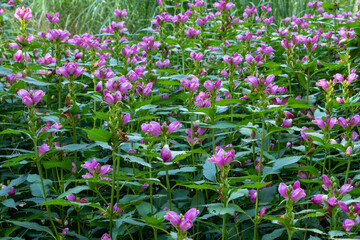 Red turtlehead (Chelone obliqua) blooming in a garden