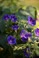 Fototapeta na wymiar Ipomoea purpurea flower in the garden. morning glory fragrance