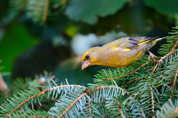 Männlicher Grünfink auf einer Fichte	
