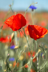Close-up on red and orange poppies, bright blue cornflowers on a field. Spring natural background.