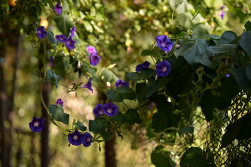  Ipomoea purpurea flower in the garden. morning glory fragrance
