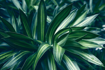 Naklejka na ściany i meble Tropical dark green leaf, large foliage,