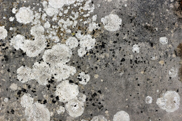 Natural white lichen background textured surface