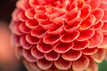 flower of a red Dahlia.