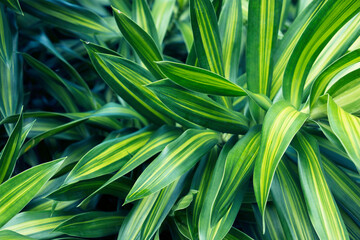 Tropical dark green leaf, large foliage,