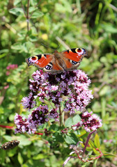 European peacock butterfly, Aglais io, on a flower