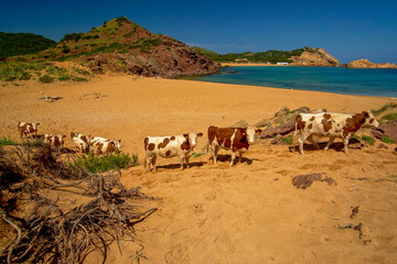 Rebaño de vacas. Cala Pregonda.Menorca.Reserva de la Bioesfera.Illes Balears.España.