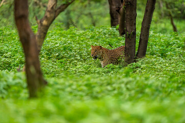 Wild male leopard or panther walking in natural green background in monsoon season safari at jhalana leopard or forest reserve jaipur rajasthan india - panthera pardus