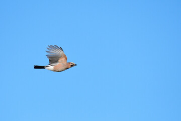 Eichelhäher im Flug im Herbst	