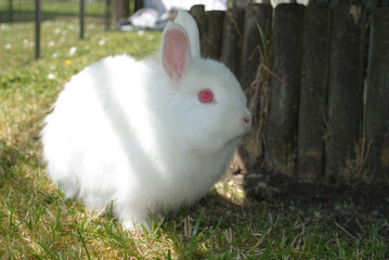 Cute white bunny with red eyes sitting on the grass