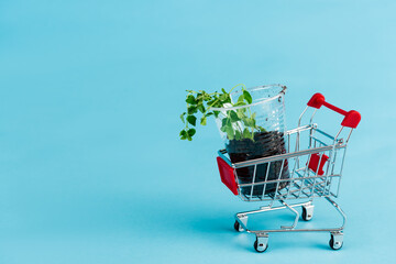 green seedling in small shopping cart on blue background