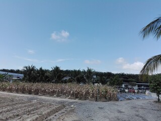 tropical beach with palm trees