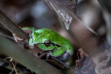 Close-up of a little green frog hiding between leaves and branches