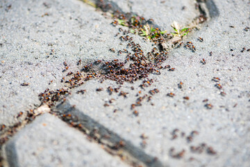 Close-up of a group of ants on the pavement. Shallow depth of field.