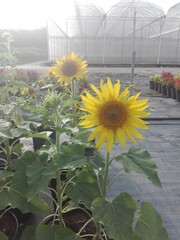 sunflower in the garden