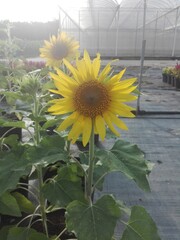sunflower