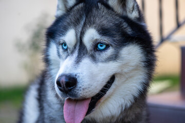 Close-up portrait of a huski dog with blue eye