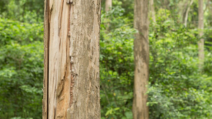 Fototapeta premium Teak:Tectona grandis. One of world’s most valuable tropical hardwood