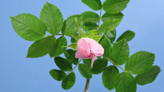 Macro time lapse Rose hip flower opening on blue background