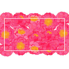 Vector peony plowers pink frame. Colorful template