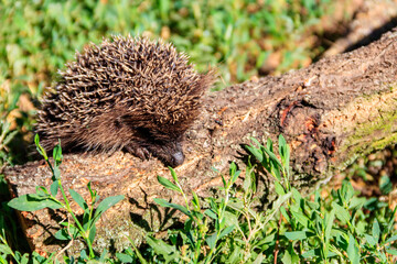 Young European hedgehog (Erinaceus europaeus) on a log